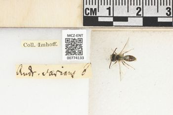 Media type: image;   Entomology 774133 Aspect: Labels